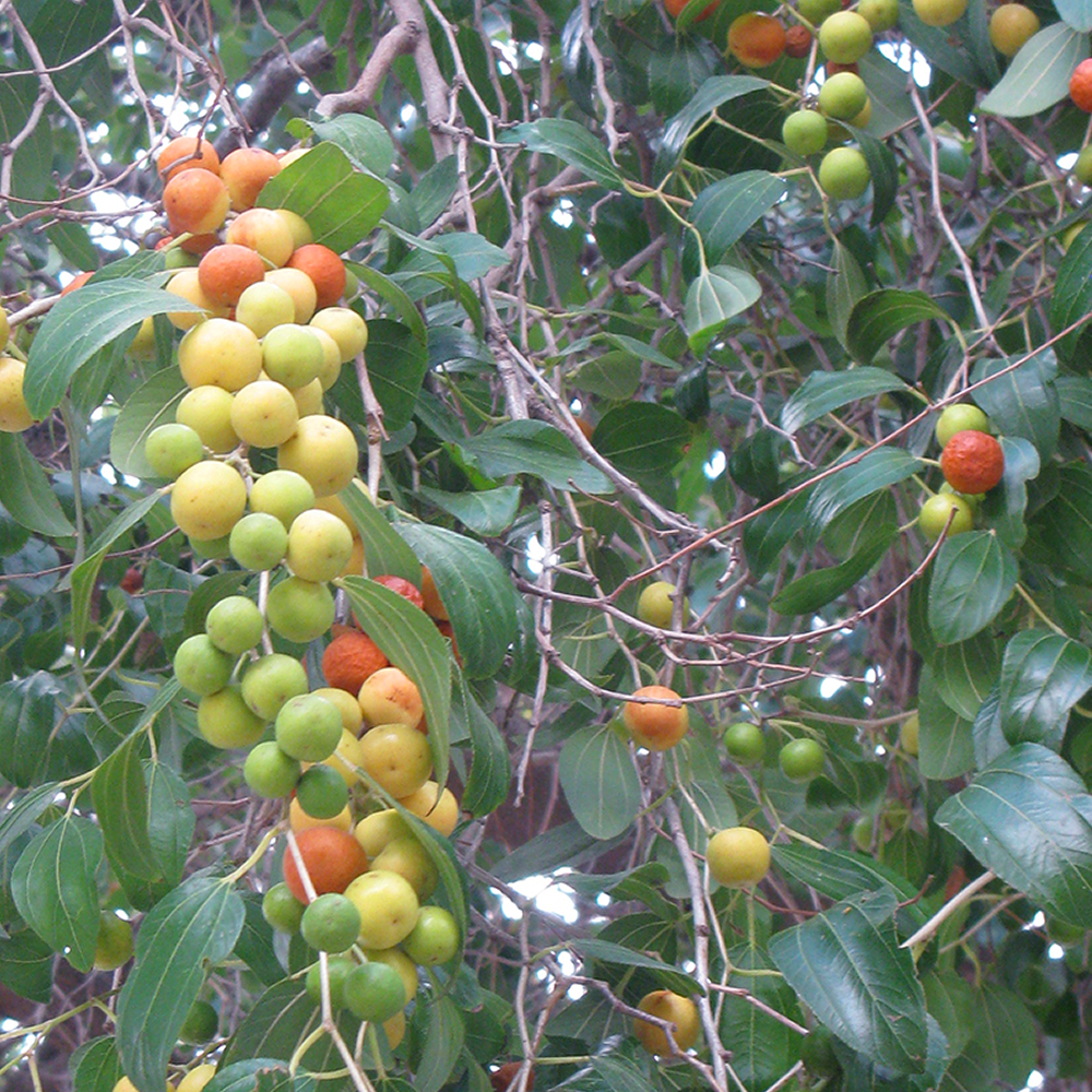 Thornless Orange Tree